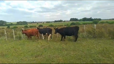 Lote vacas AA HE CR 3