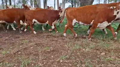 Lote VACAS INVERNAR