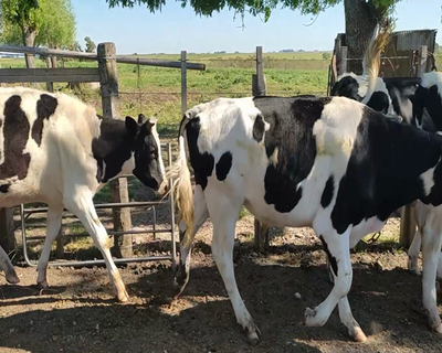 Lote (Vendido)5 Novillos HO 293kg - , Colonia
