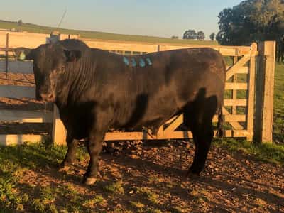 Lote LOTE 11