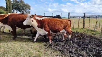 Lote VACAS