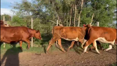 Lote VAQUILLONAS MAS DE 2 AÑOS