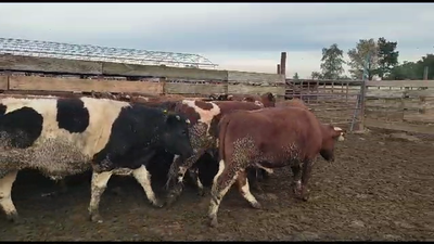 Lote 20 Novillo Gordo en Los Ángeles, VIII Región Biobío