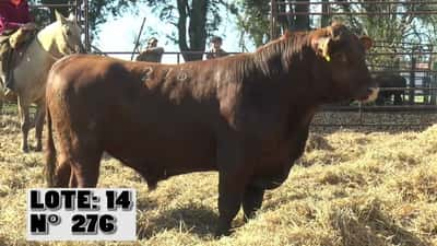 Lote 3 Toros, Durazno