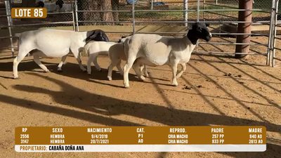 Lote LOTE 85