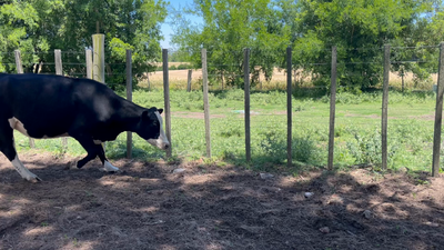 Lote VAQUILLONAS ENTORADAS