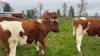 Lote 17 Ternero en Osorno, X Región Los Lagos