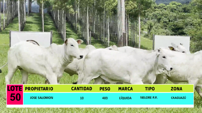 Lote LOTE 50 - 10 VAQUILLAS CBO  0