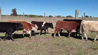 Lote (Vendido)6 Terneros 2 HE X RA,  1 AA,  1 CH,  1 AA X HO,  1 HO 170kg - , Colonia