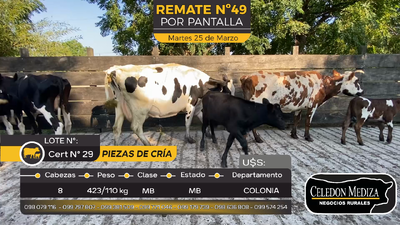 Lote 8 Piezas de cría en Paso Antolín, Colonia