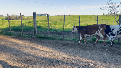 Lote TERNEROS