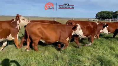 Lote Lote 19