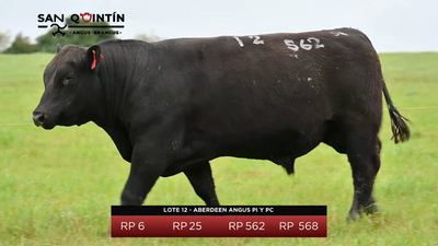 Lote Aberdeen Angus PI y PC