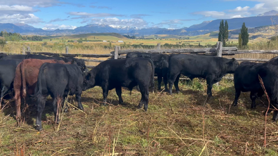 Lote 51 Ternero en Coyhaique, XI Región Aysén