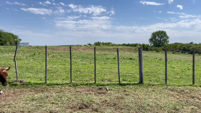Lote NOVILLOS 1 a 2 AÑOS