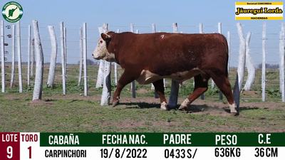 Lote Toro