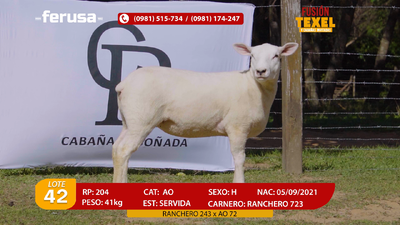 Lote Lote 42