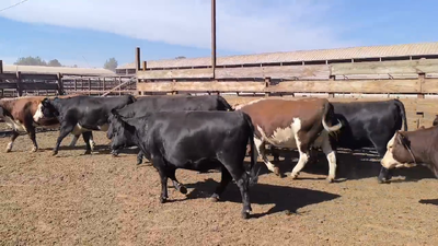 Lote 20 Vaquilla Gorda en Los Ángeles, VIII Región Biobío