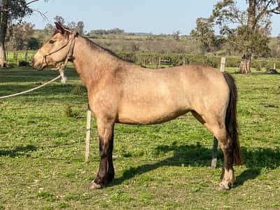 Lote MALANDRA DEL PARAISAL