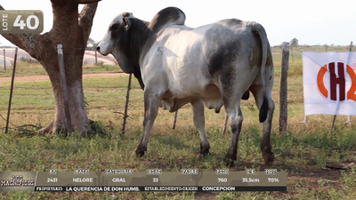 Lote LOTE 40 - EN VIVO
