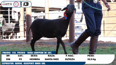 Lote LOTE 13