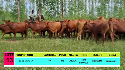 Lote LOTE 13  - 40 VAQUILLAS PREÑADAS CBO 0