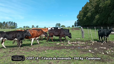 Lote 7 Vacas de Invernada en Canelones