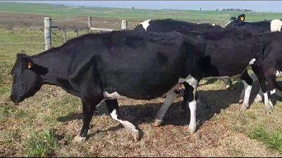 Lote 9 Vacas de Invernada Holando en Chamizo