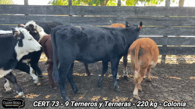 Lote 9 Terneros y Terneras en Paso Antolín, Colonia