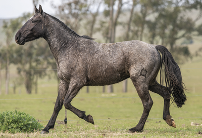 Lote COPETE DEL CEIBAL