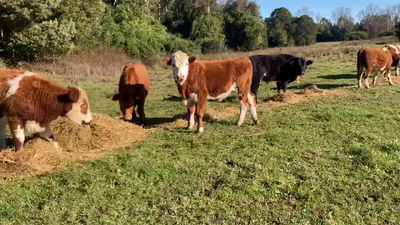 Lote 19 Novillo Engorda en Purranque, X Región Los Lagos