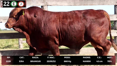 Lote LOTE 22