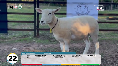 Lote LOTE 22