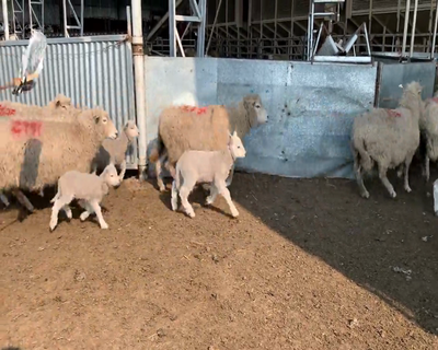 Lote (Vendido)40 Ovejas HIGH LANDER 70kg - , Colonia