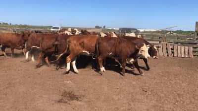 Lote 20 Vaquillonas C/ gtia de preñez en Trenel, La Pampa