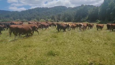 Lote 60 Novillo Engorda en Fresia, X Región Los Lagos