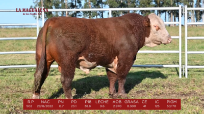 Lote 6 - POLLED HEREFORD PI