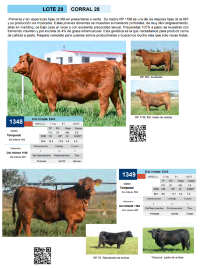 Lote CORRAL 28