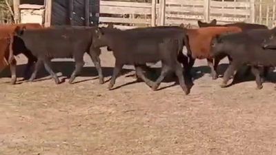 Lote TERNEROS