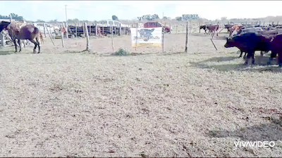 Lote 170 Vacas nuevas en Gral. Lamadrid, Buenos Aires