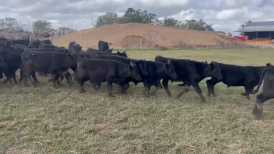 Lote 120 Terneros