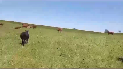 Lote 50 Novillo Engorda en Fresia, X Región Los Lagos