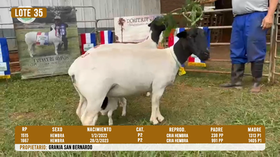 Lote LOTE 35