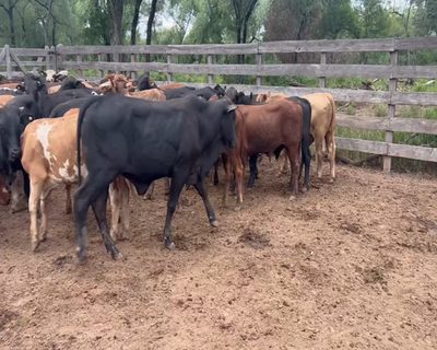 Lote 90 Novillitos en Juan José Castelli, Chaco