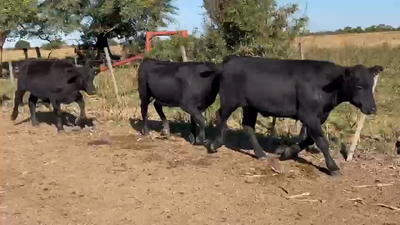 Lote 50 Novillitos Brangus en San Cristóbal, Santa Fe
