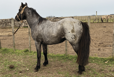 Lote SATURNO GAITERO