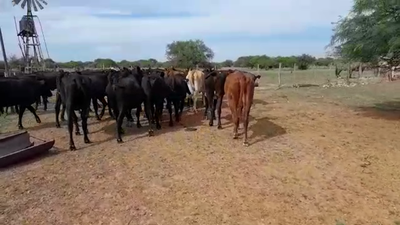 Lote 40 Vacas de invernada o faena Británicas y Brangus en Laguna Paiva, Santa Fe