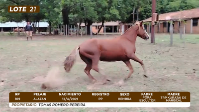 Lote LOTE 21- CAMPO