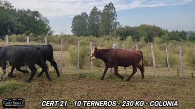 Lote 10 Terneros en Colonia