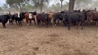 Lote 50 Vacas de invernar en Juan José Castelli, Chaco